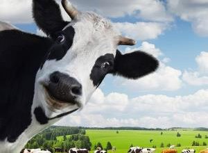 Бизнес по разведению скота на убой и молоко